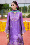 Ansab Jahangir Nehir Marigold and Gota 2025